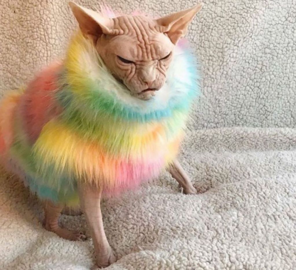 Έτσι τα παίρνουν στο «κρανίο» τα ζώδια